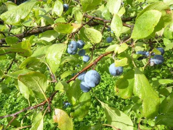Svarttorn, eller stikkende plomme (Prunus spinosa)