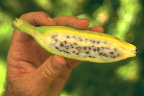 如何从种子中种植香蕉