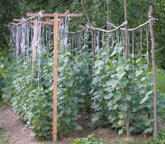 Cultiu d'enreixat de cogombre