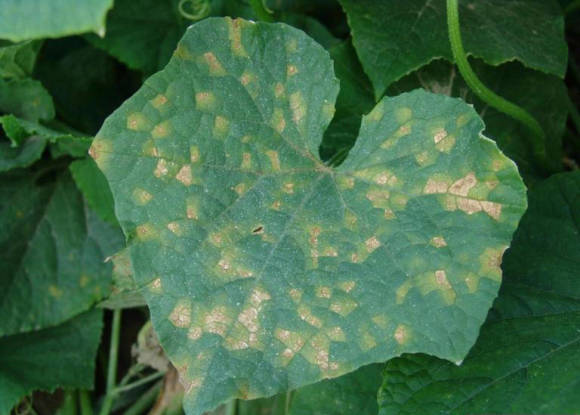 Downy mildew on a cucumber