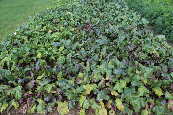Harvesting and storage of beets