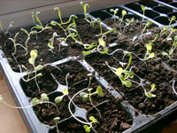 Seedlings of cabbage - lack of light and nutrition