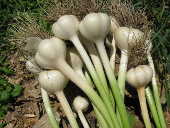 Sochi spring garlic