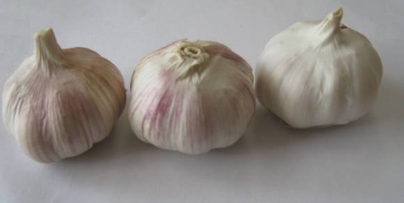 Spring garlic Yelenovsky (can also be used as winter)