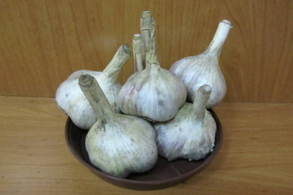 New varieties of garlic