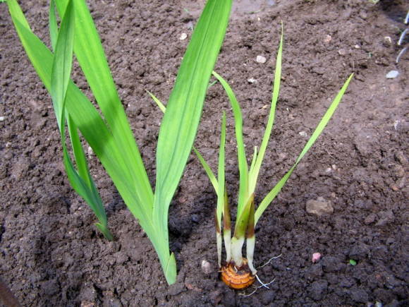 Gulsott (urteaktighet) av gladiolus