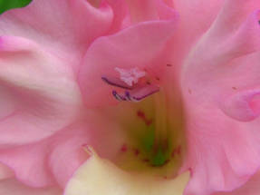 Tripsai, suaugęs vabzdys ant gėlės