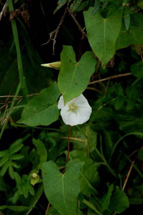 Field bindweed - medicinal weed