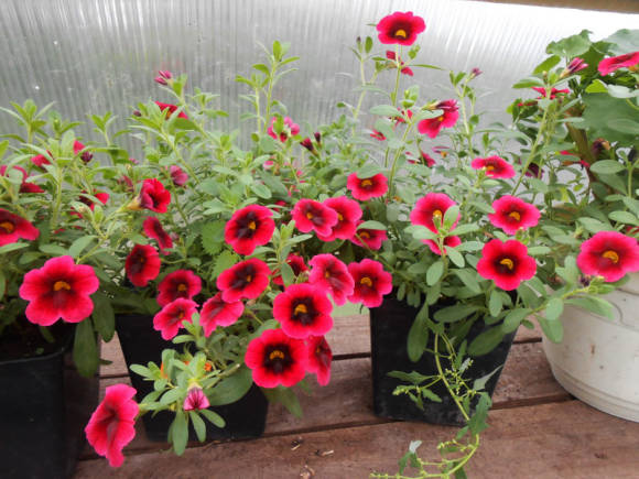 Calibrachoa mothers, ready for grafting