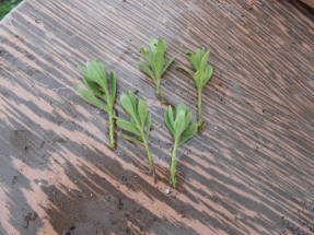 Apical cuttings of calibrachoa
