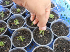Planting calibrachoa cuttings