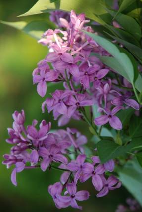 Chinese lilac