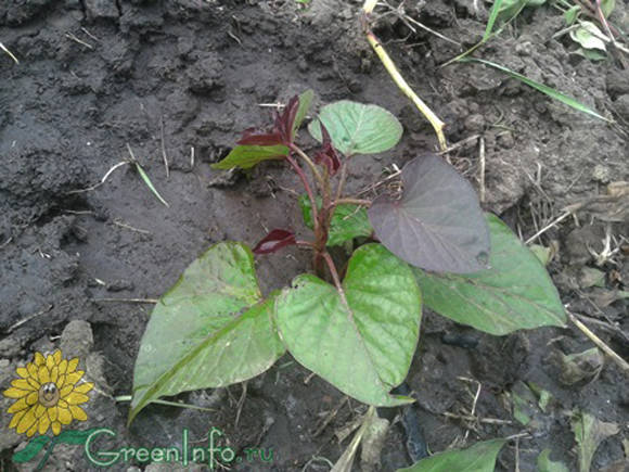 Plantar plántulas de batata en campo abierto.