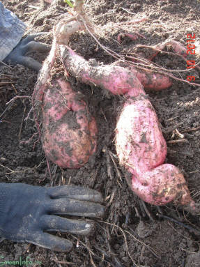 Een zoete aardappel graven