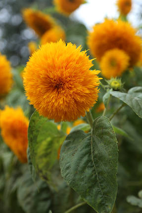 Ornamental sunflower (Giant Sungold)
