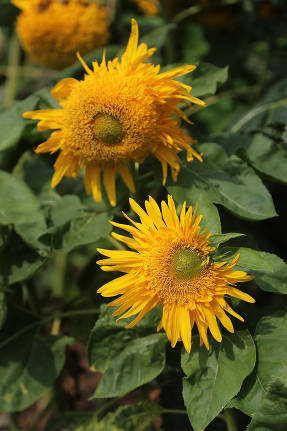 Ornamental sunflower (Twice Two F1)