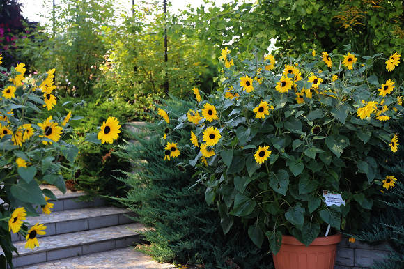 Ornamental sunflower (Longest Summer F1)