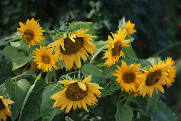 Ornamental sunflower