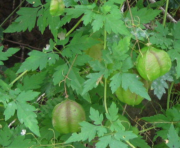 Halikakabian cardiospermum - jednogodišnja lekovita loza