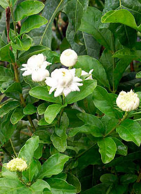 Indoor jasmine - sambac jasmine