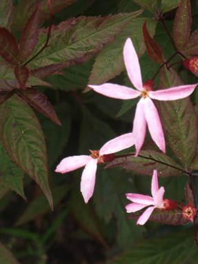 Hilllenia three-leafed Pink Profusion