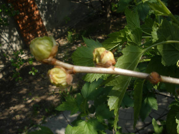 Black currant infected with currant kidney mite