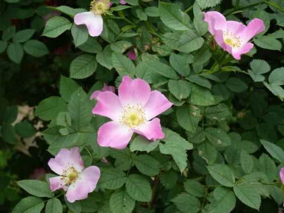 Šunų rožė (Rosa canina)