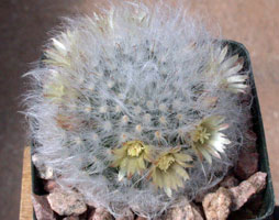 Mammillaria Bokasana Multilanata
