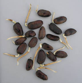 Sprouted pawpaw seeds