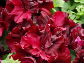 Royal Pelargonium Ann Hoystead