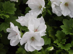 Pelargonium royal White Glory