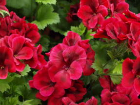 Saldainių gėlės ryškiai raudonos (Camred)