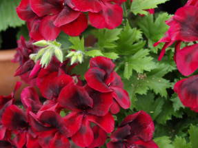 Konfektes ziedi tumši sarkani (Camdared)