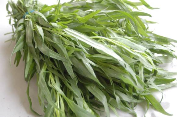 Scented tarragon: wormwood without bitterness