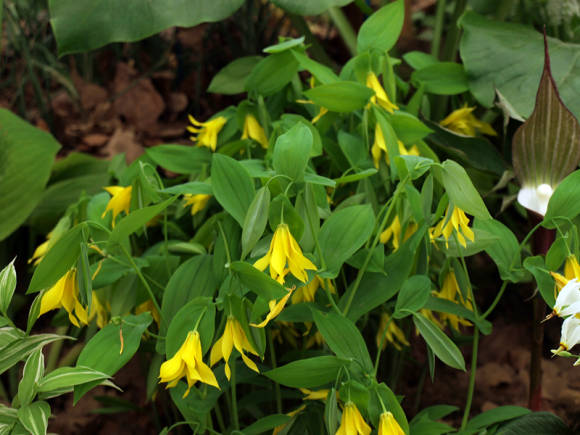 Uvularia: growing, reproduction