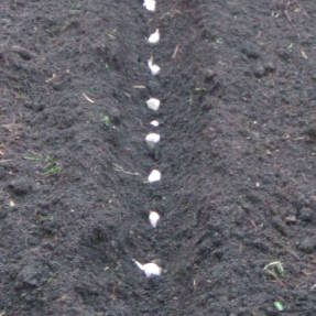 Plantar cebolletas en el surco