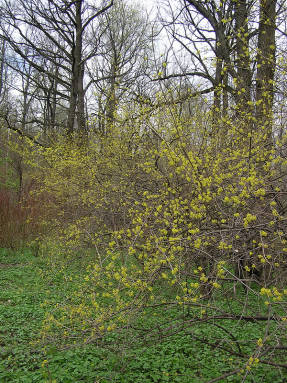 Dogwood, flowering