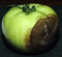 Late blight, or brown rot tomato