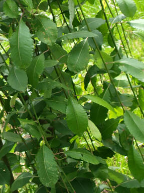 Sauce cabruno (Salix caprea) Pendula