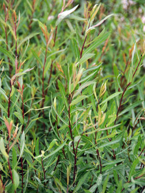 Sauce morado (Salix purpurea)