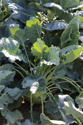 Kohlrabi cabbage