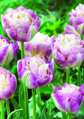 Tulipán dulce deseo