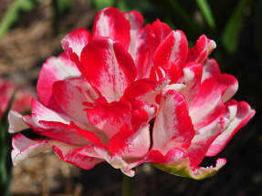 Tulip Cartouche