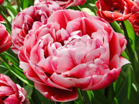 Tambor de tulipa