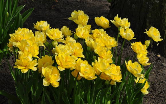 Žltá hora tulipánov