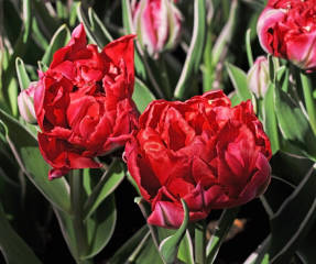 Tulipán llama eterna