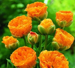 Dviguba Apeldorno gražuolė tulpė