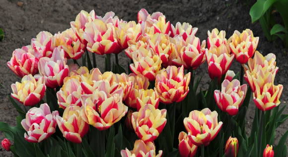 Escolhendo tulipas tardias duplas