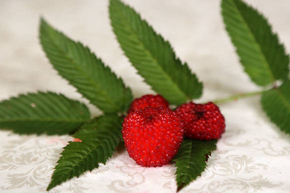 Raspberry tempting, or strawberry