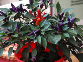 Hot Pepper Christmas Bouquet